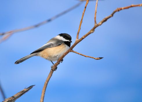 A black-capped chickadee perched on a tree branch.