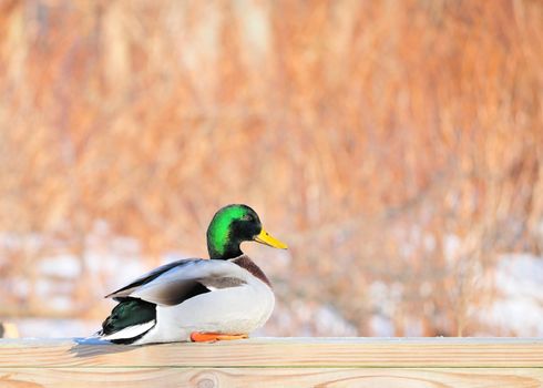 A male mallard duck perched on a wooden railing.