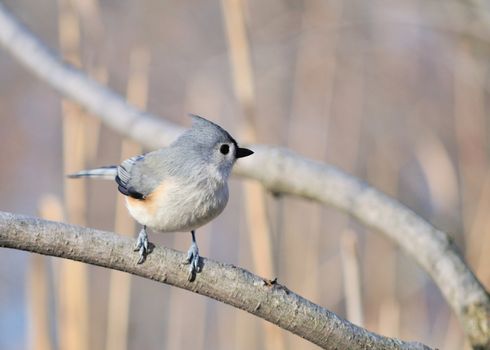 A tufted titmouse perched on a tree branch.