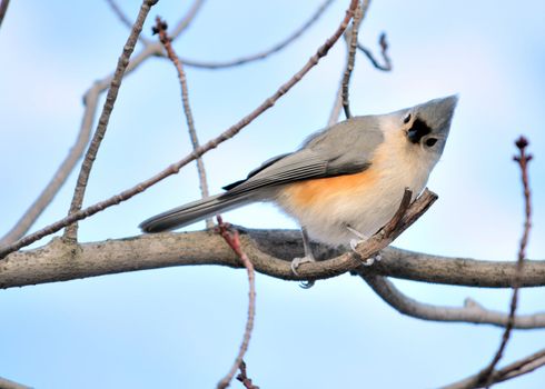 A tufted titmouse perched on a tree branch.