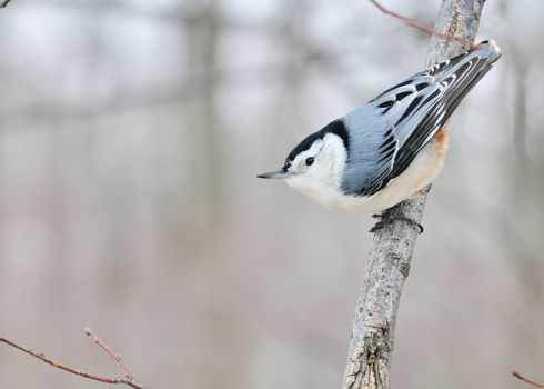 A nuthatch perched on the side of a tree branch.