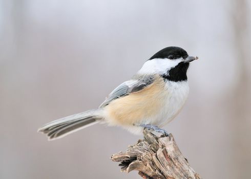 A black-capped chickadee perched on a tree branch.