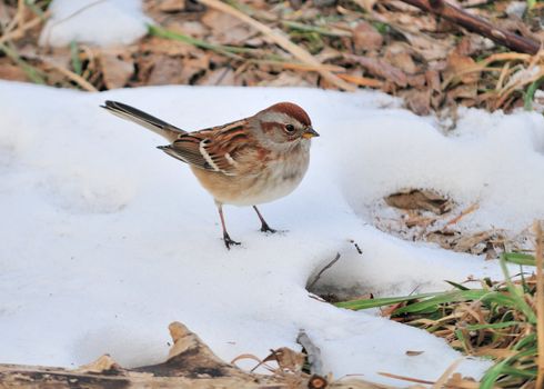 An American tree sparrow perched in the snow.