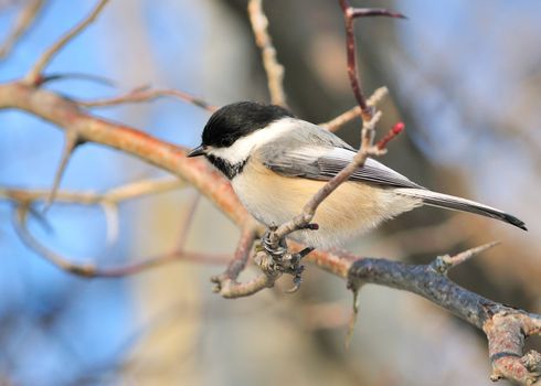 A black-capped chickadee perched on a tree branch.