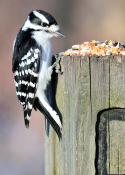 A female downy woodpecker perched on a post with bird seed.