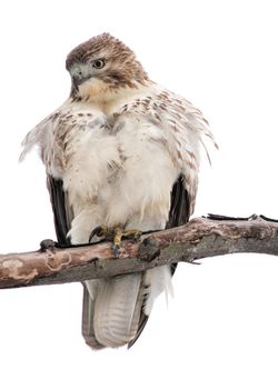 A Red-tailed hawk perched on a tree branch looking down for prey.