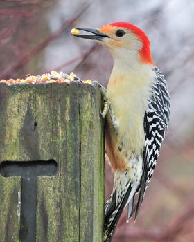 Male red-bellied woodpecker eating bird seed on a wooden post.