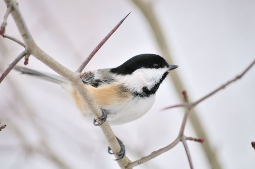 A black-capped chickadee perched on a tree branch.