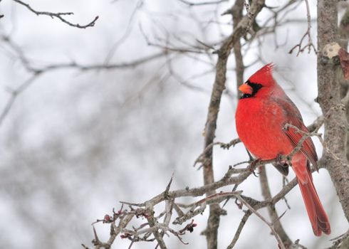 Cardinal perched on a branch.