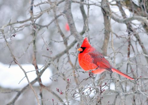 A male Cardinal perched on a branch.