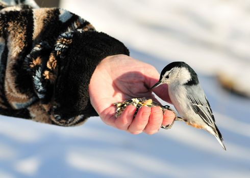 A nuthatch eating bird seed perched on a hand.