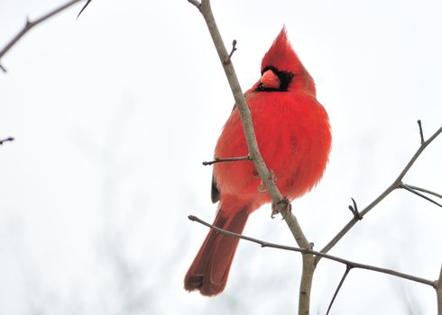 A male cardinal perched on a tree branch.