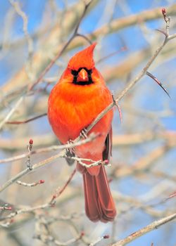 A male Cardinal perched on a branch.