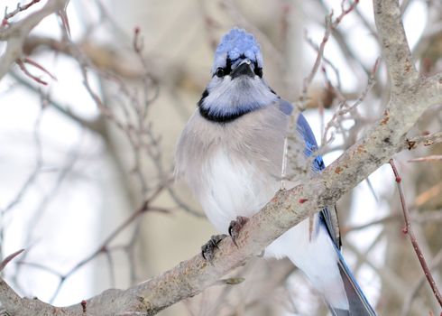 A blue jay perched on a tree branch.