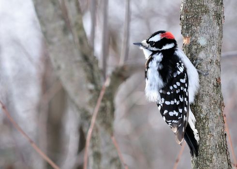 A male downy woodpecker perched on a tree trunk.