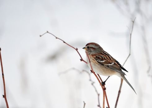 An American tree sparrow perched on a branch in the snow.