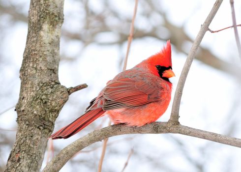 A male cardinal perched on a tree branch.