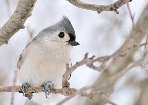 A tufted titmouse perched on a tree branch.