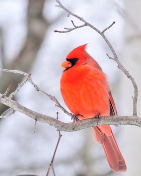 A male cardinal perched on a tree branch.