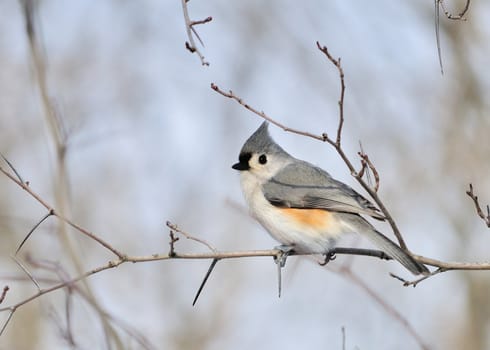 A tufted titmouse perched on a tree branch.