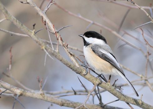 A black-capped chickadee perched on a tree branch.