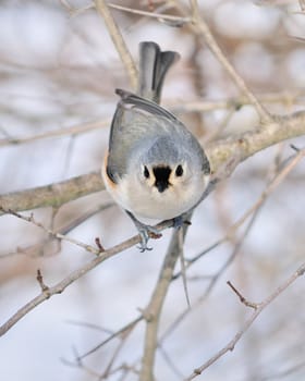 A tufted titmouse perched on a tree branch.