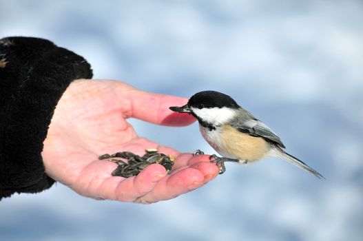 A black-capped chickadee perched on a hand with bird seed.