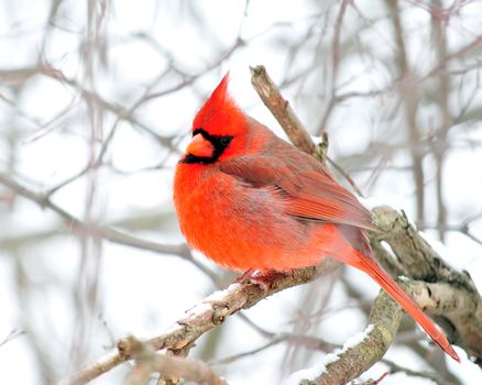 A male cardinal perched on a tree branch.