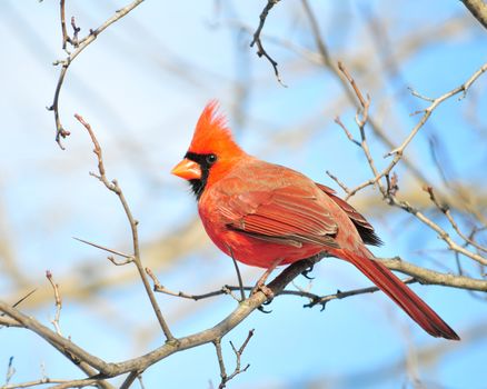 A male cardinal perched on a tree branch.