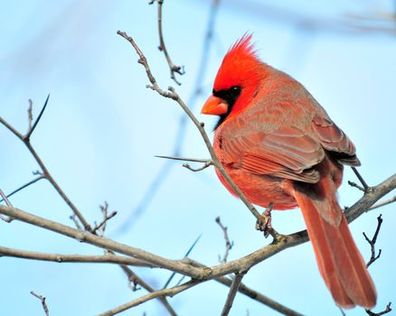 A male cardinal perched on a tree branch.