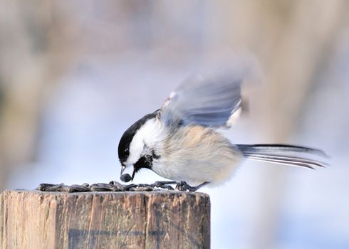 A black-capped chickadee perched on post with bird seed.