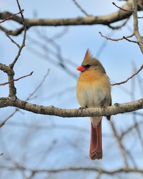 A female cardinal perched on a tree branch.