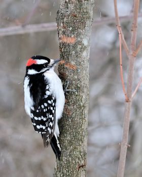 A male downy woodpecker perched on a tree trunk.