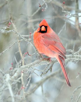 A male cardinal perched on a tree branch with snow falling.