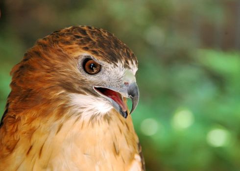 A Red-tailed hawk close-up head shot.