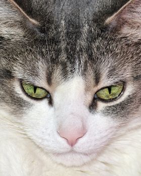 A close-up head shot of a domestic house cat.