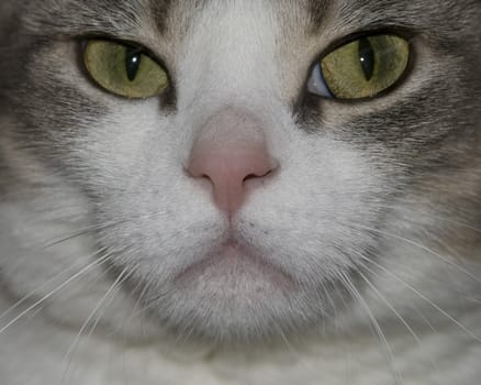 A close-up of a domestic cat head.