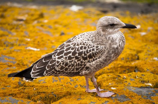 Sea gull over a orange moss in Netherlands 