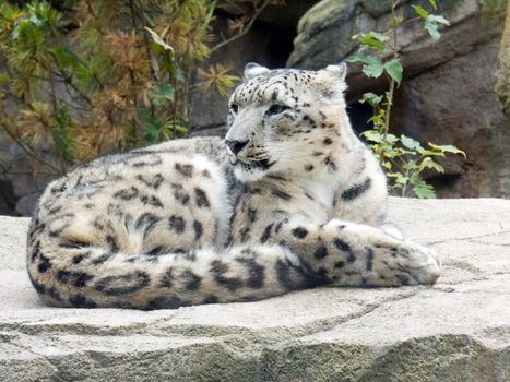A snow leopard resting on some rocks.