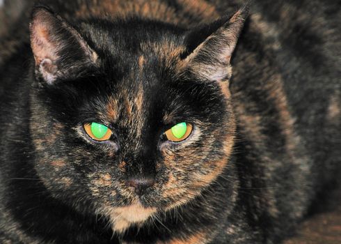 A cats eyes lit up and glowing by a flash.