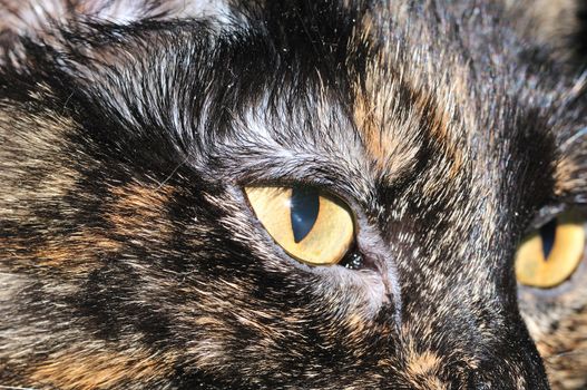 A close-up head shot of a domestic house cat.