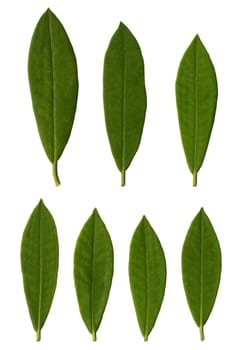 Rhododendron leaves isolated on white background.