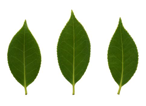 Beautiful detail of the camelia leaves isolated on white background.