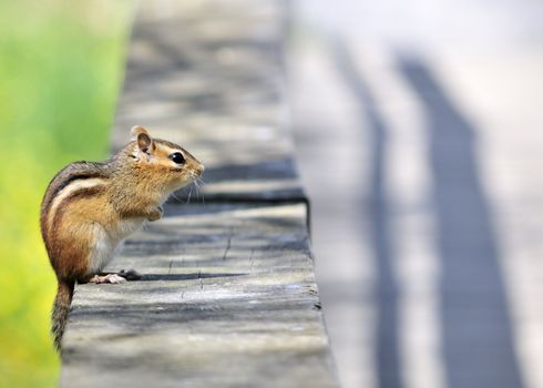 An eastern chipmunk perched on a wooden fence.