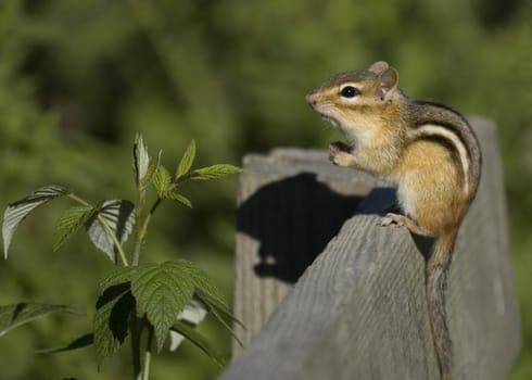 A chipmunk perched on a park bench.