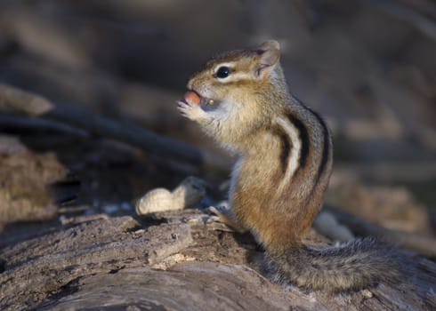 A chipmunk perched on a log.