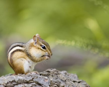 A chipmunk on a log eating a nut.