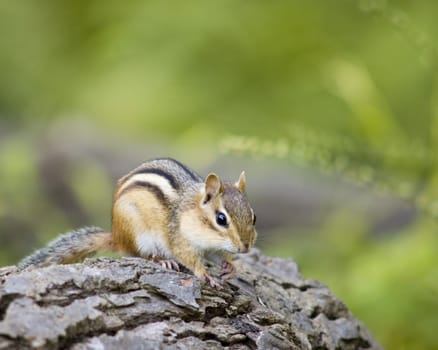 A chipmunk perched on a log in summer.