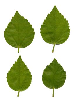 Leaves of Hibiscus isolated on white background.