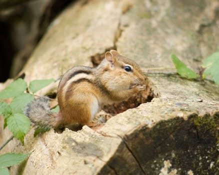 A chipmunk on a log eating a nut.